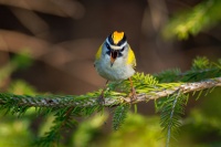 Kralicek ohnivy - Regulus ignicapilla - Firecrest o7292